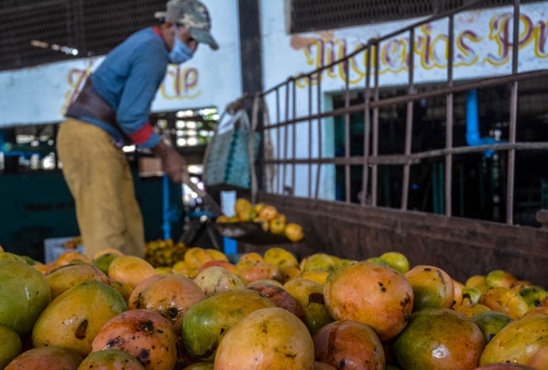 A buen paso procesamiento del mango en Las Tunas