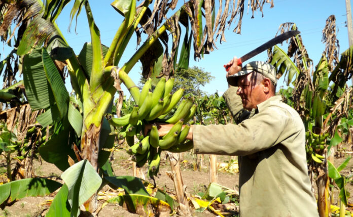 Para que rindan frutos la constancia y el esfuerzo constantes