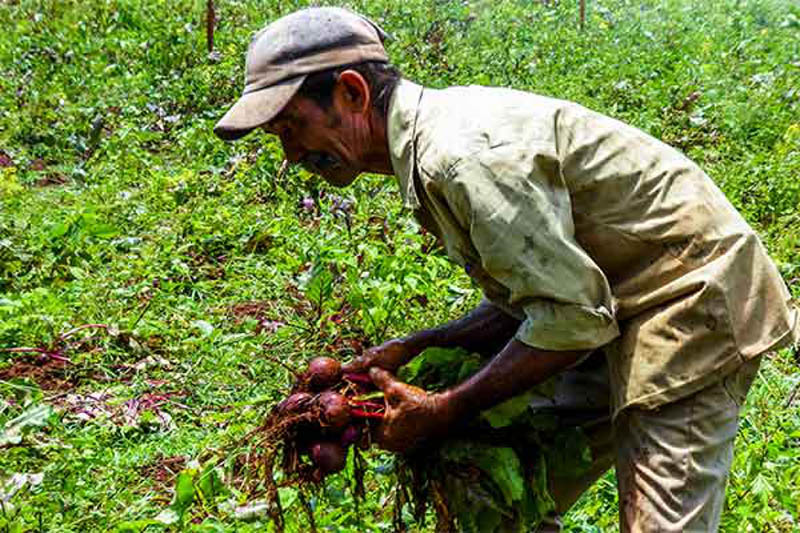 Campesinos de Las Tunas asumen estrategias ante déficit de fertilizantes