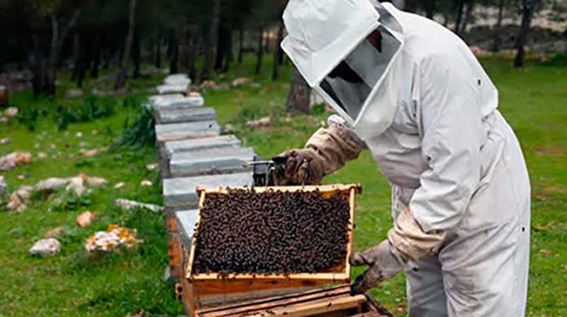 Apicultores de Las Tunas imponen récord de producción de miel en primer trimestre de 2021