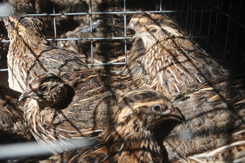 Crianza de codornices, otra opción de la Empresa Avícola en Las Tunas