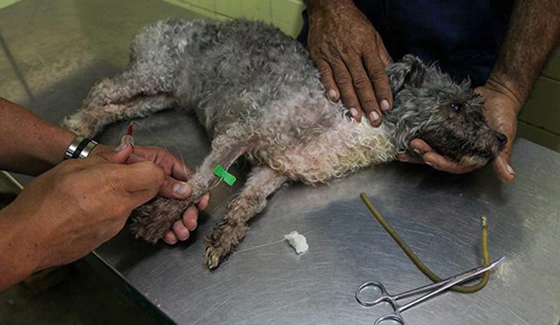 Cachorro recibiendo atención en la clínica veterinaria de Las Tunas
