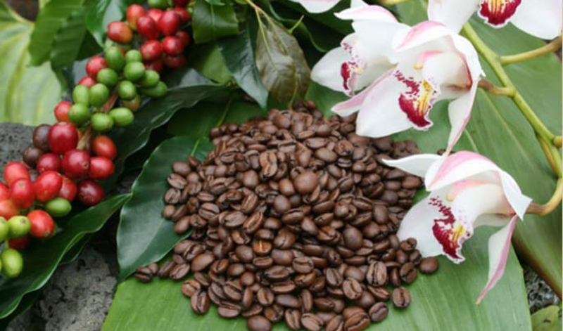 Incrementa paulatinamente producción de café en Las Tunas