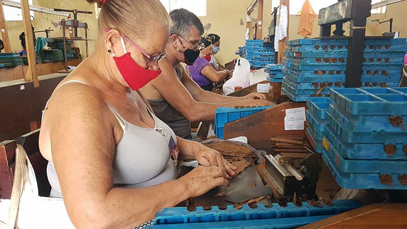 Tabaqueros de Las Tunas preparan condiciones para la exportación de unas 60 mil unidades en 2021