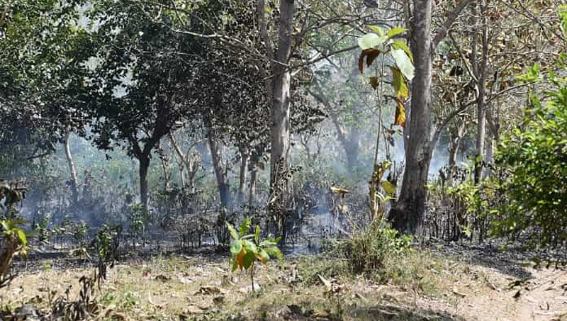 Incendios Forestales, entre prioridad preventiva y rezagos en el accionar