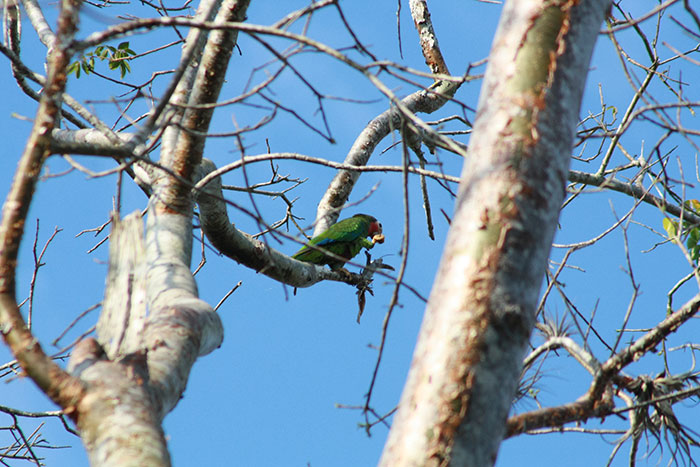 Fomentan el reino de las aves de bosque en San Miguel del Junco 