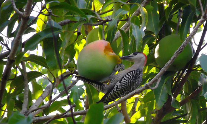 Fomentan el reino de las aves de bosque en San Miguel del Junco 