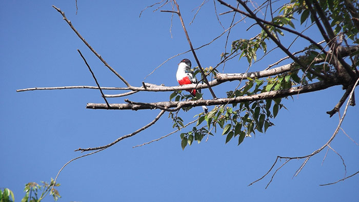 Fomentan el reino de las aves de bosque en San Miguel del Junco 