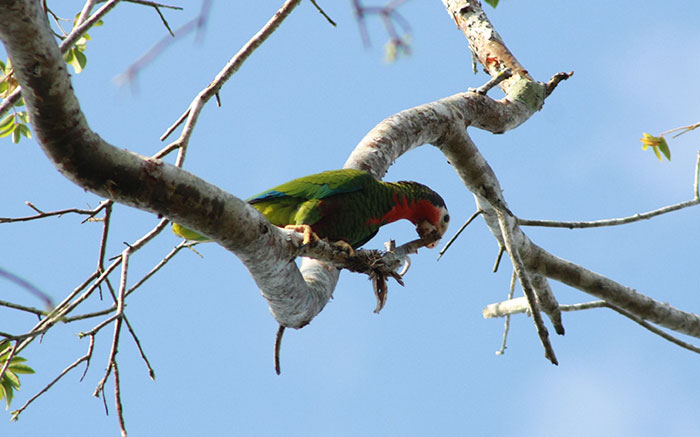 Fomentan el reino de las aves de bosque en San Miguel del Junco 