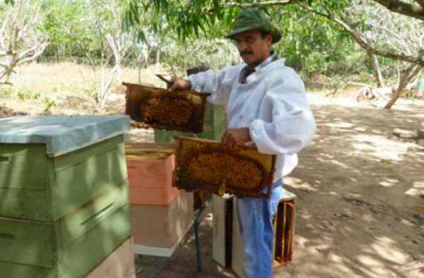 Sentimientos de un hombre que ama a las abejas