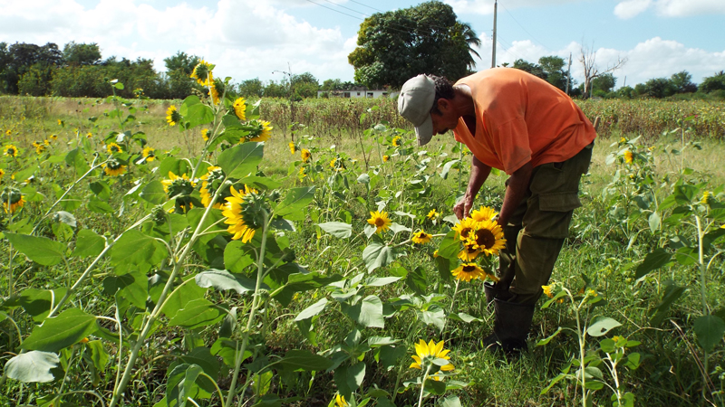 Por el regreso de las flores