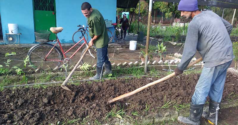 Realidad y retos de la agricultura urbana en Las Tunas
