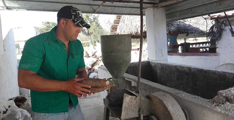 Producción porcina, grandes retos ante tensa realidad