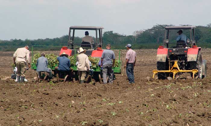 Producir alimentos, tarea de orden en Las Tunas