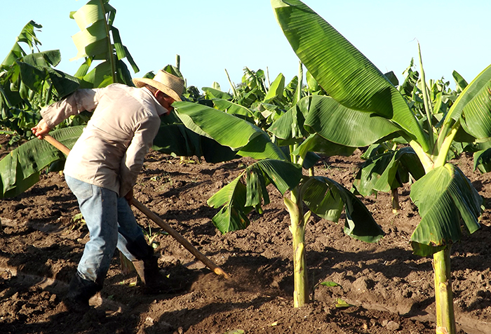 Consolidan estrategia para incrementar producciones agropecuarias en Las Tunas Consolidan estrategia para incrementar producciones agropecuarias en Las Tunas