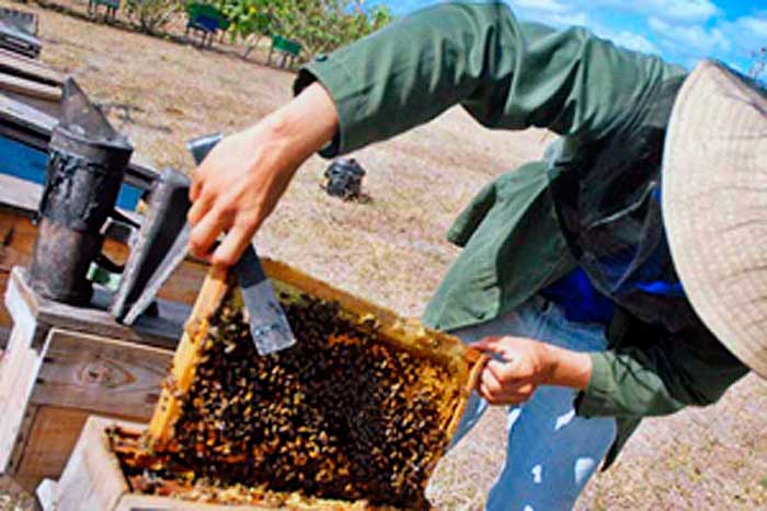 Apicultores de Las Tunas mantienen alta producción de miel