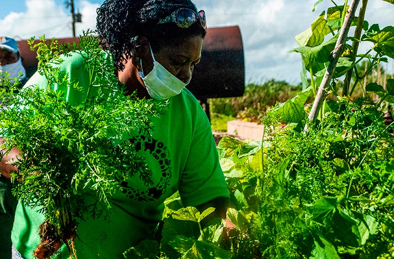 Tres rostros femeninos de la agricultura sostenible en Las Tunas