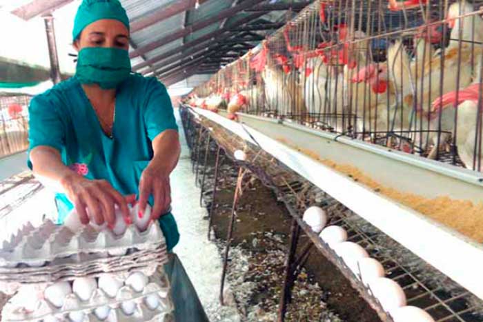 A buen paso proyecciones de la agricultura en Las Tunas A buen paso proyecciones de la agricultura en Las Tunas