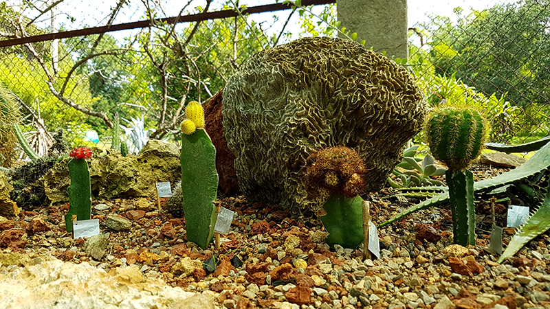 Jardín Botánico de Las Tunas. (TIEMPO21 FOTO/ Angeluis)