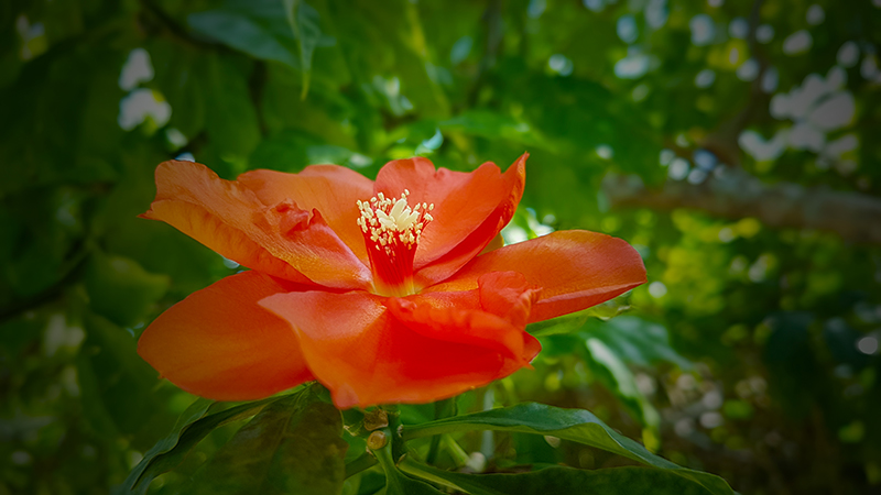 Jardín Botánico de Las Tunas. (TIEMPO21 FOTO/ Angeluis)