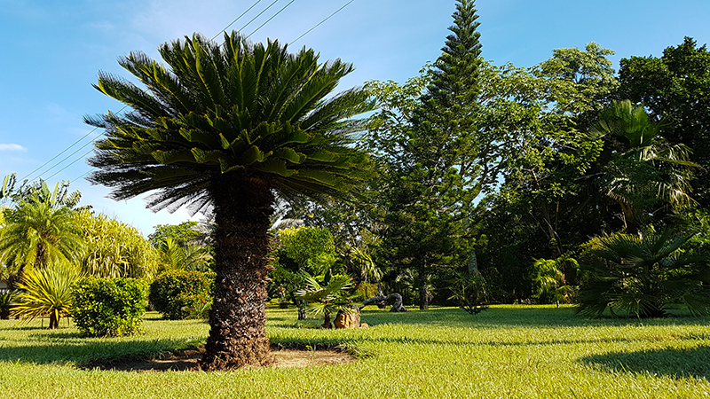 Jardín Botánico de Las Tunas. (TIEMPO21 FOTO/ Angeluis)