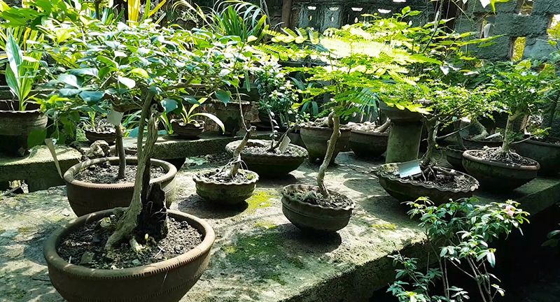 Jardín Botánico de Las Tunas. (TIEMPO21 FOTO/ Angeluis)