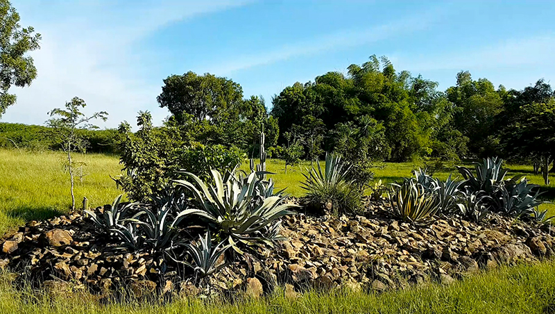 Jardín Botánico de Las Tunas. (TIEMPO21 FOTO/ Angeluis)