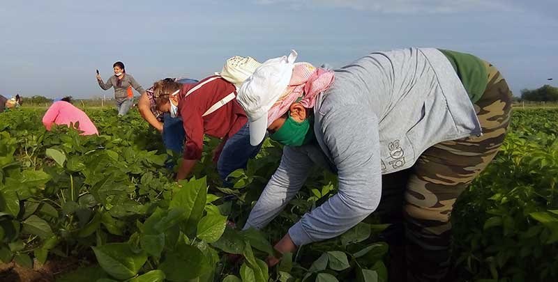 La salida, ave fénix de la agricultura