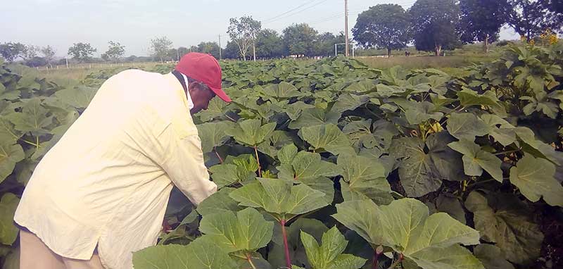 La salida, ave fénix de la agricultura