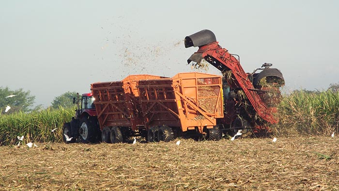 Autobasculantes de descarga de caña. Autobasculantes de descarga de caña.