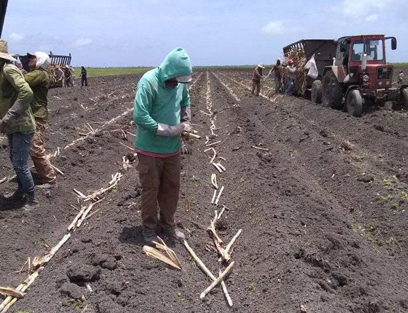 La Unidad Básica de Producción Cooperativa “Guabineyón 4”, del municipio tunero de Puerto Padre, se ubica en la vanguardia cañera en la provincia.