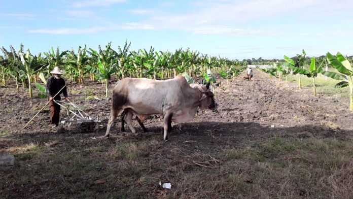 Producción de alimentos, la asignatura sigue pendiente