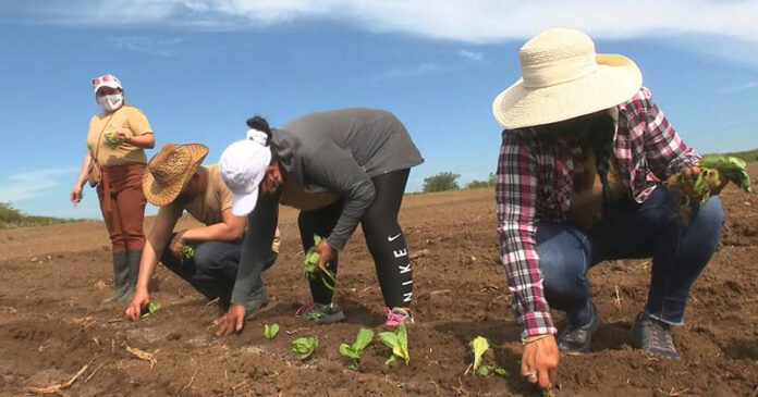 Las Tunas ante una difícil campaña de siembra de tabaco