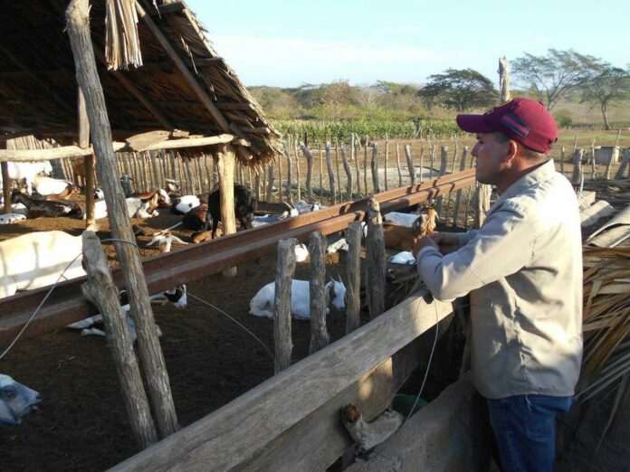 Se consolidan en Las Tunas proyectos de colaboración agropecuaria