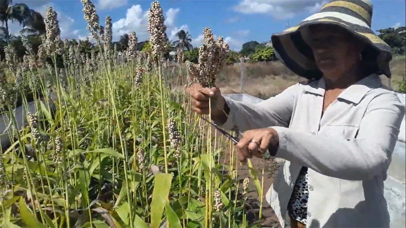 Biofertilizantes para el desarrollo