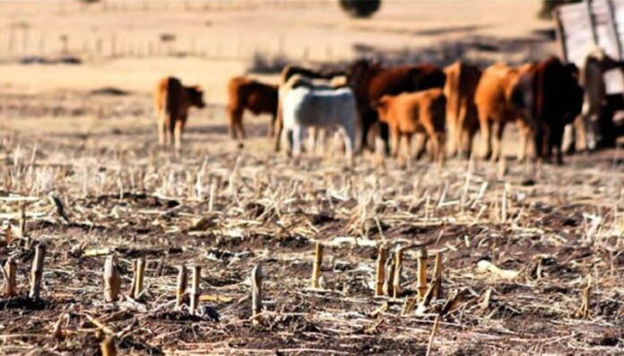 Enfrentar la sequía, otro reto del sector agropecuario