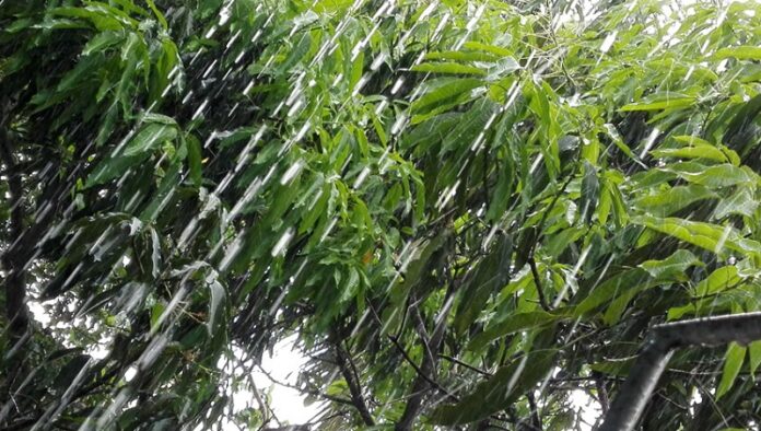 La naturaleza dio el mejor de los regalos, la lluvia