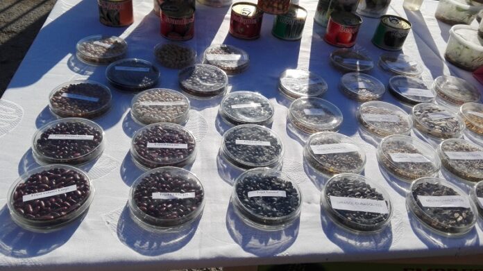 Aumenta producción y certificación de semillas en Las Tunas