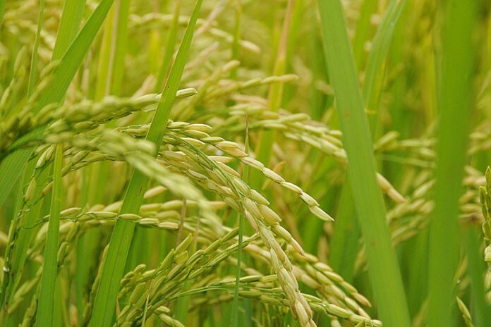 Reporta Las Tunas limitaciones para sembrar más arroz
