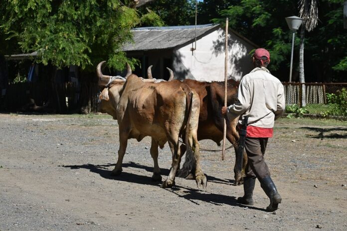 Comunidades rurales, decisivas en la producción de alimentos