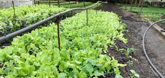 Agricultura urbana, 36 años produciendo alimentos