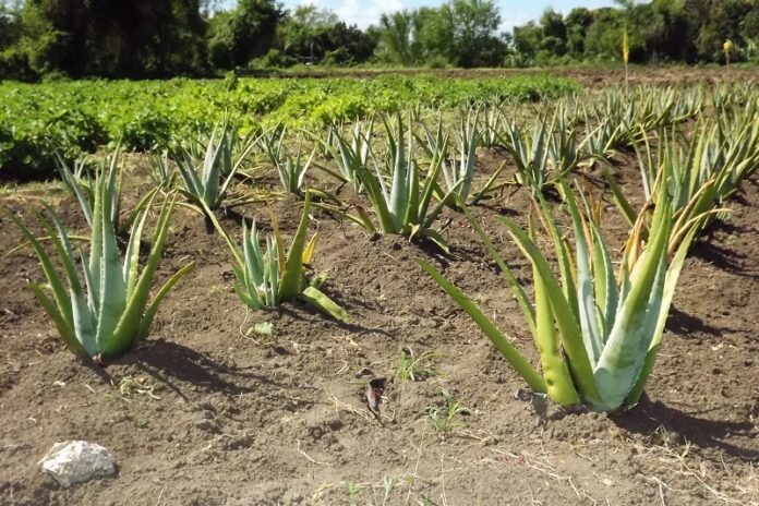 Agropecuarios tuneros mantienen siembra de plantas medicinales