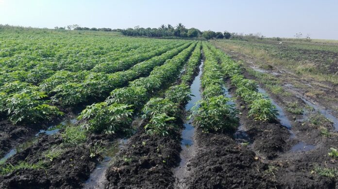 En Las Tunas se puede sembrar más yuca