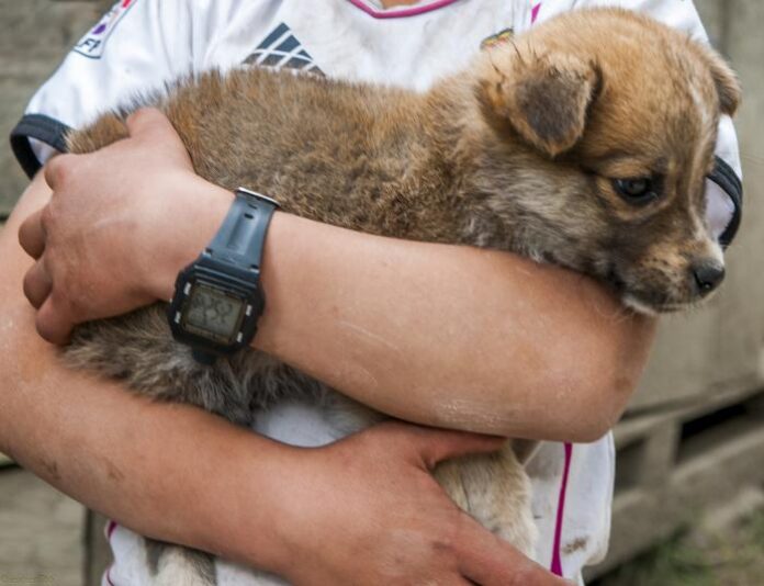¿Quién responde por el maltrato animal?