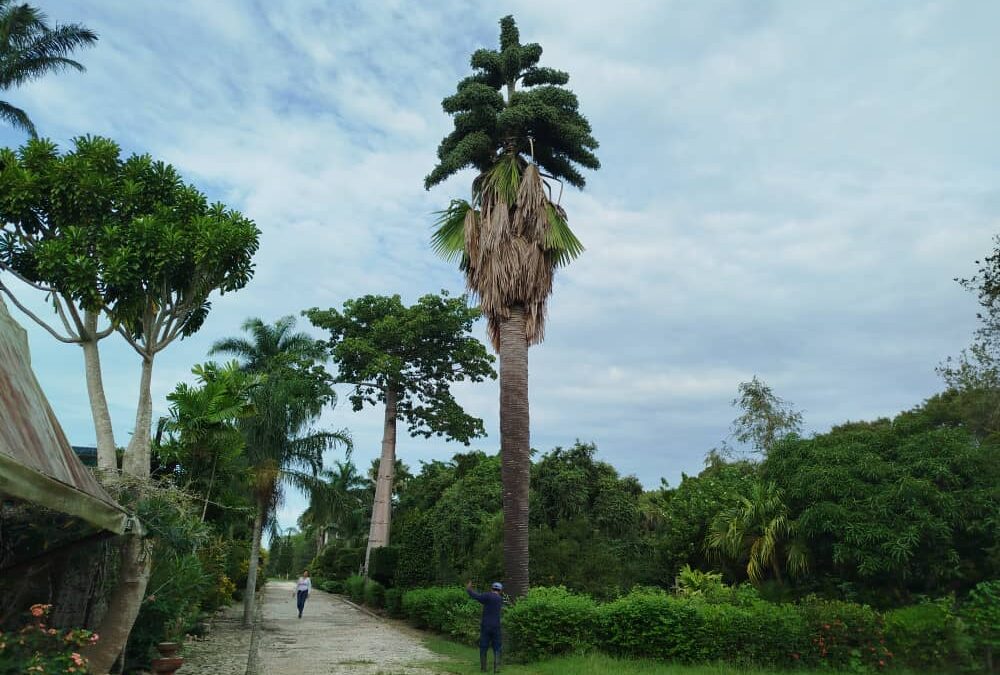 Curiosidad en una palma llama la atención en el Jardín Botánico de Las Tunas