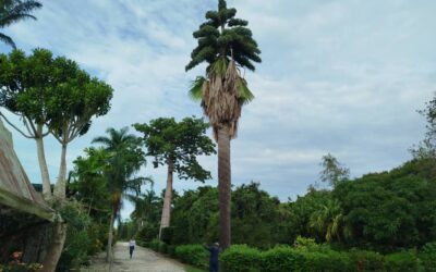 Curiosidad en una palma llama la atención en el Jardín Botánico de Las Tunas