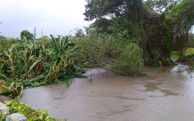 Sector agropecuario recibe daños de «Melissa»