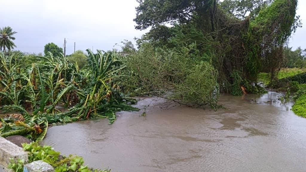 Sector agropecuario recibe daños de «Melissa»