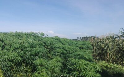 Cooperativa Leningrado en «Colombia» diversifica sus producciones