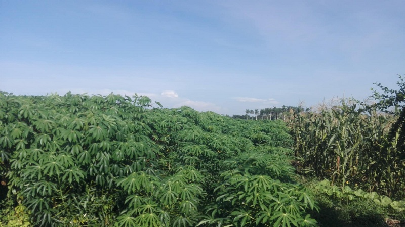 Cooperativa "Leningrado" en Colombia diversifica siembra cultivos